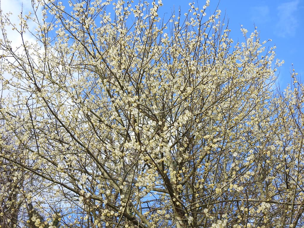 Sal-Weide mit gelben Kätzchen im Frühling