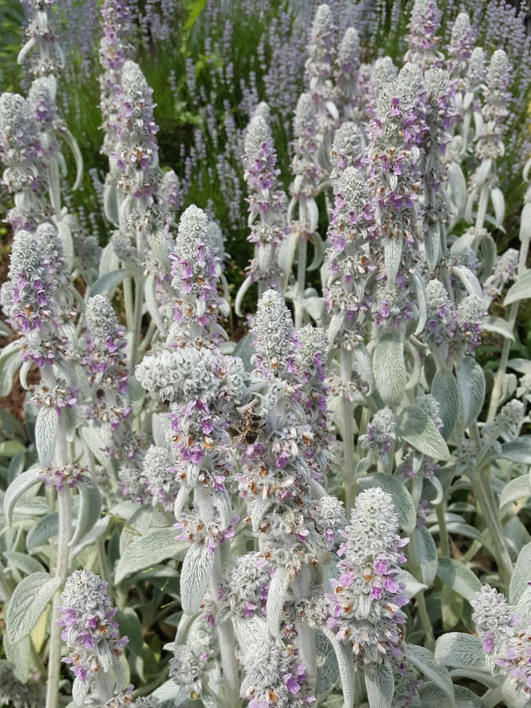 Woll-Ziest in voller Blüte mit silbernen Blättern