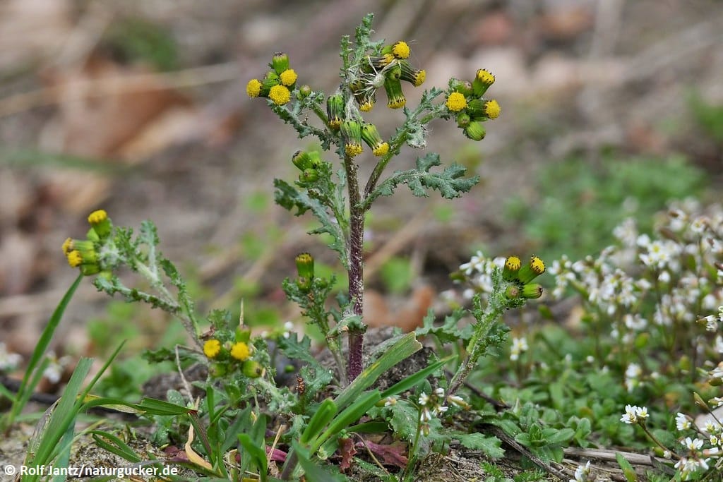 Gewöhnliches Greiskraut in Blüte mit gelben Blütenköpfen