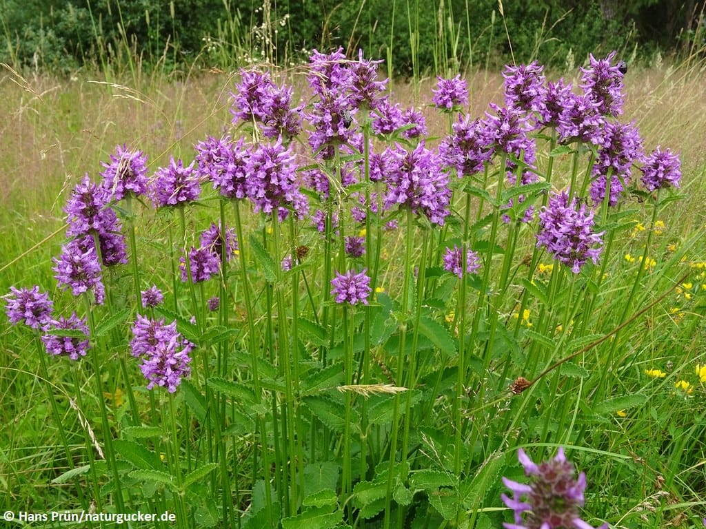 Echte Betonie in voller Blüte auf Wiese