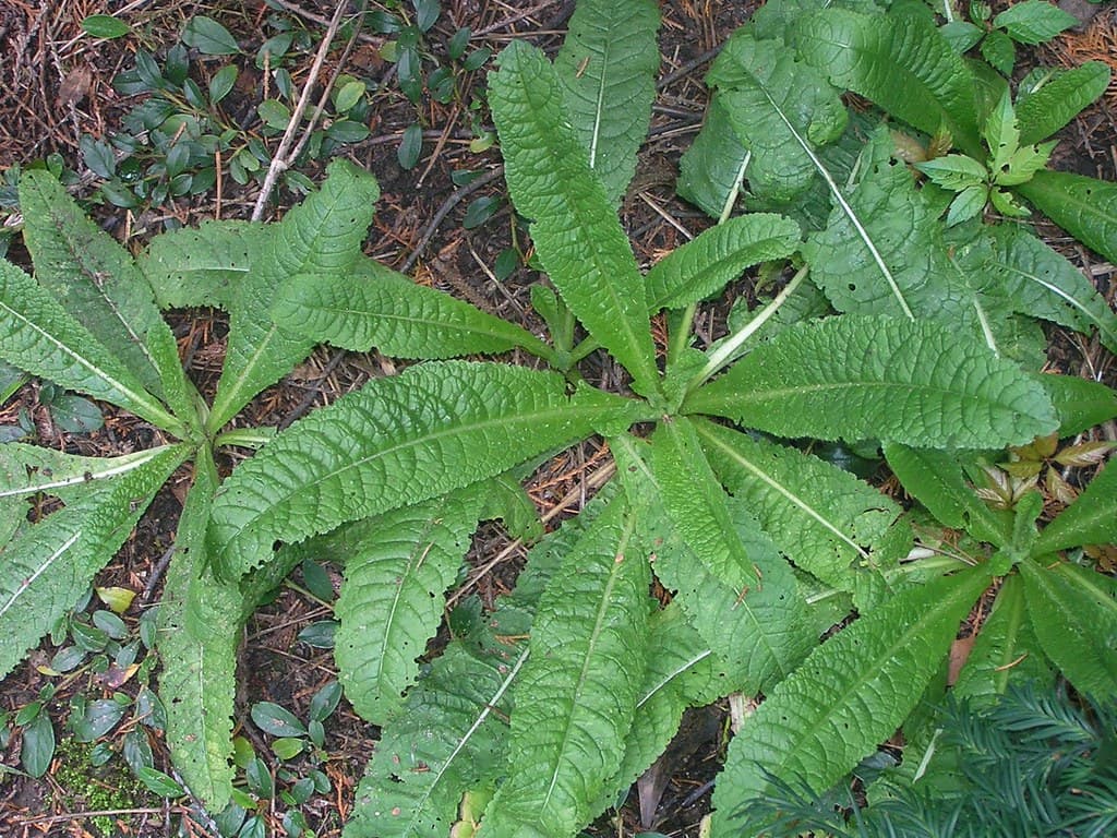 Wilde Karde Blatt