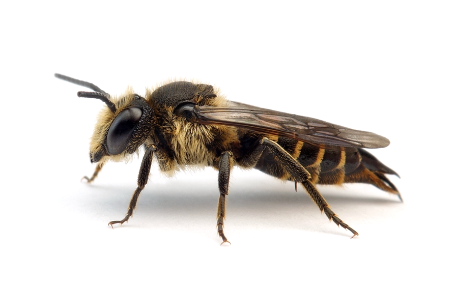 Coelioxys alata