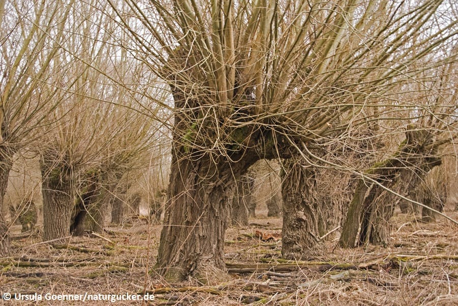 Korb-Weide im Winter - Kahle Äste in Korbweide-Plantation