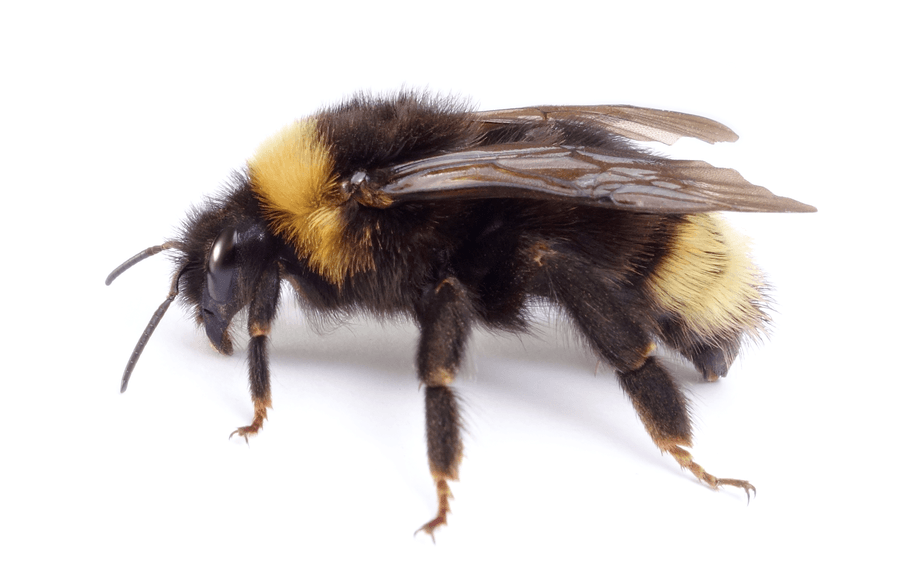 Bombus Bohemicus