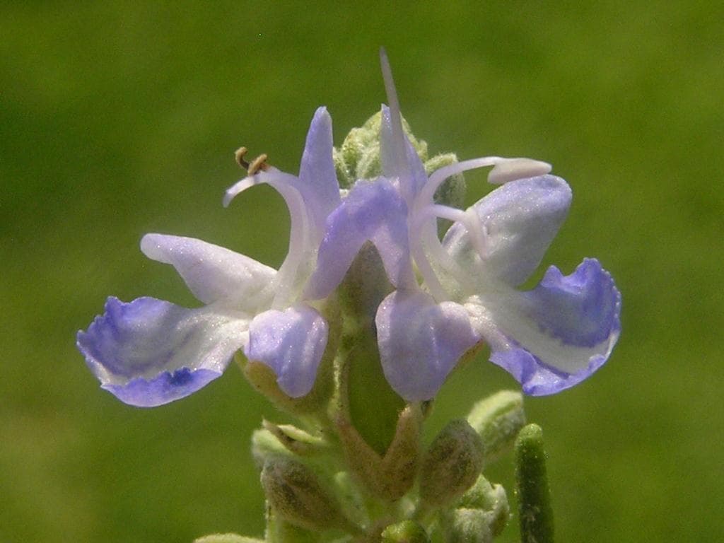 Rosmarin Bluete
