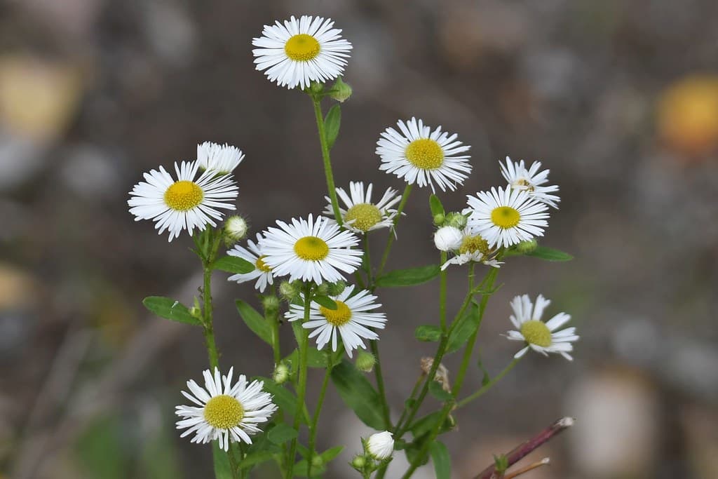 Einjähriger Feinstrahl in voller Blüte