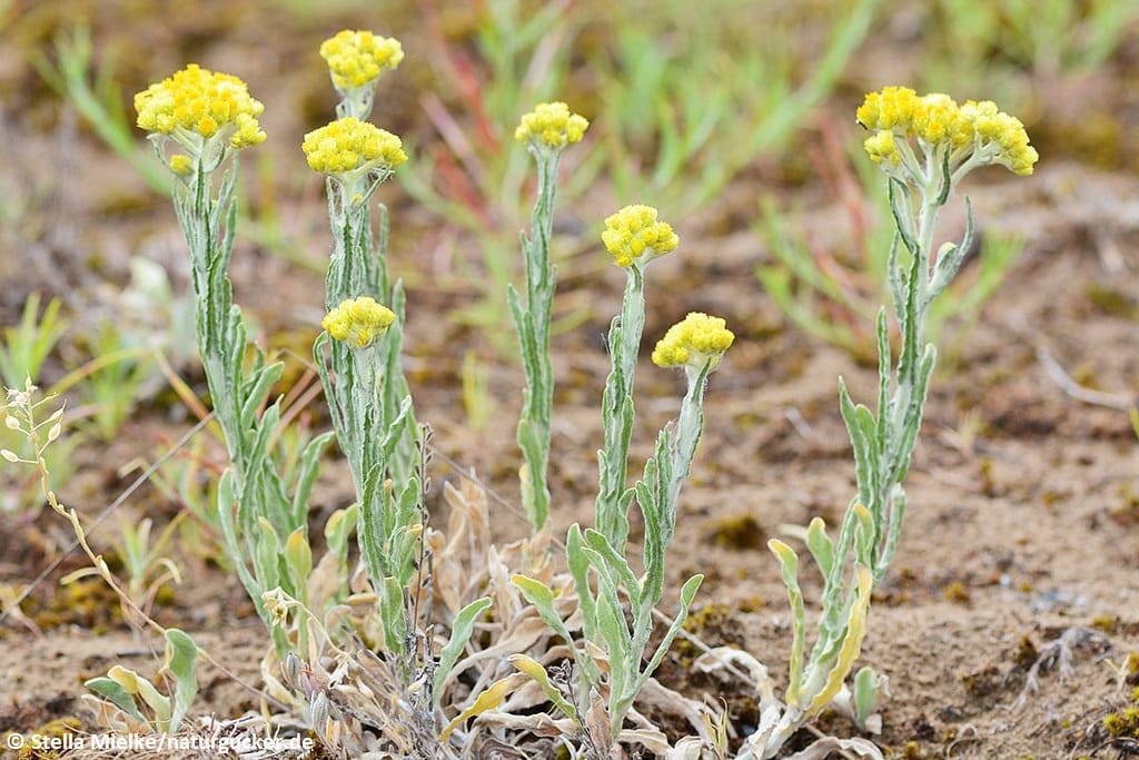 Sand-Strohblume in voller Blüte auf Sandboden