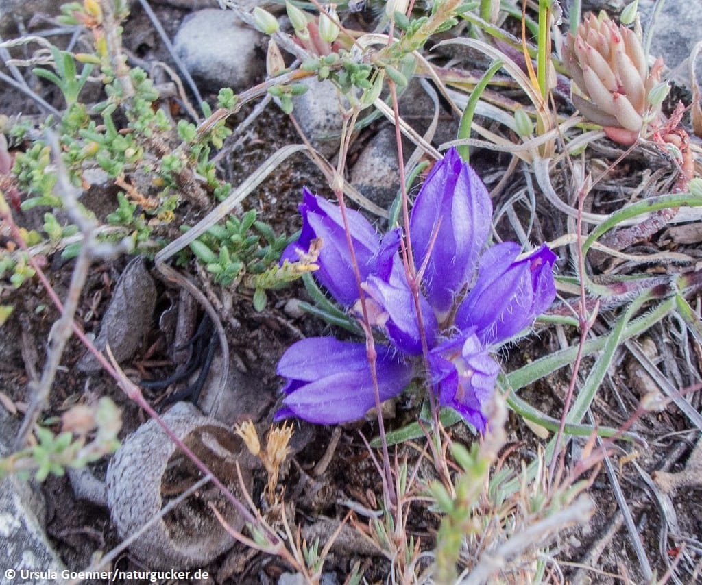 Dalmatinische Büschelglocke mit violetten Blüten