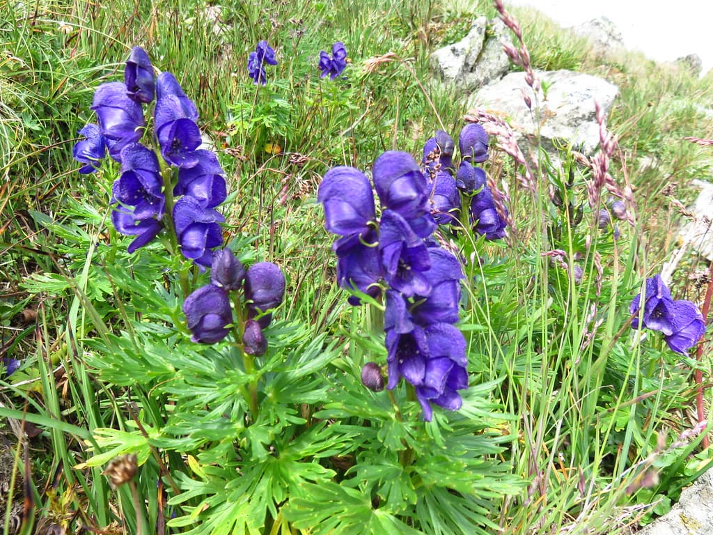 Blauer Eisenhut in voller Blüte auf Bergwiese