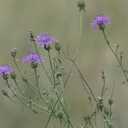 Rispen-Flockenblume