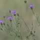 Rispen-Flockenblume
