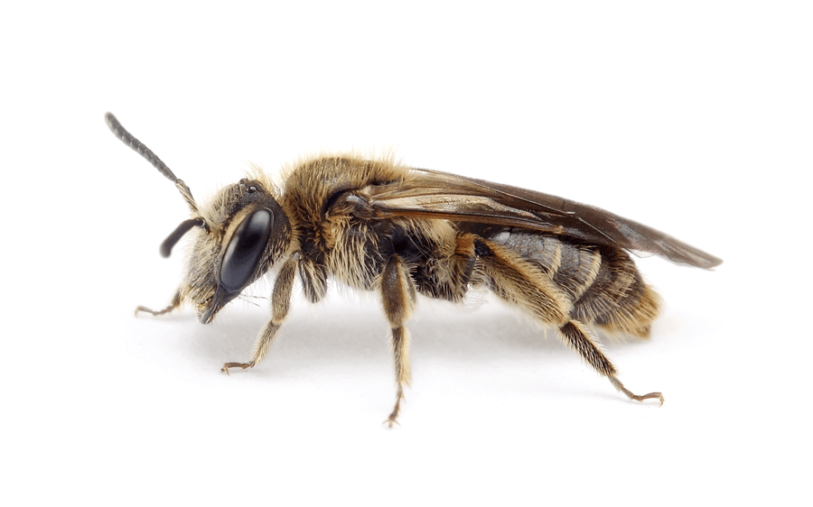 Andrena Strohmella