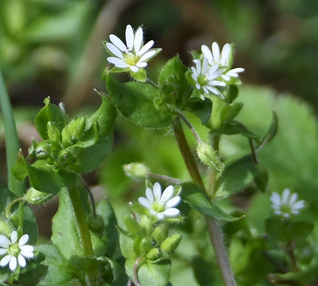 Gewöhnliche Vogelmiere mit weißen Blüten
