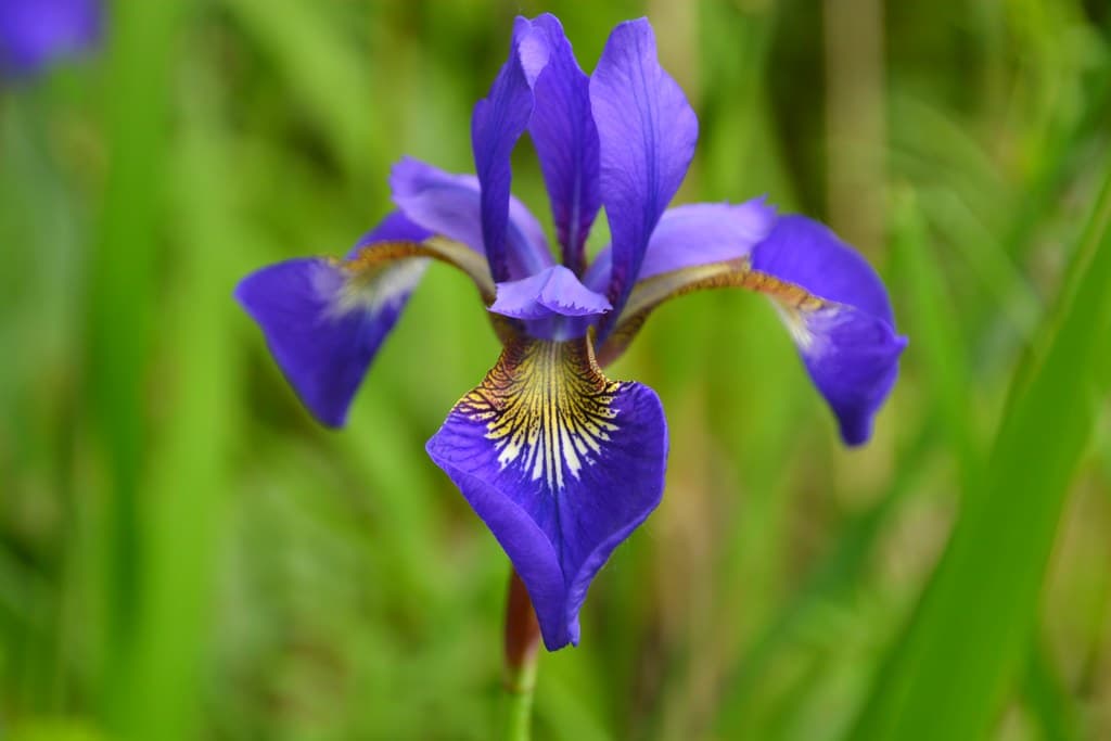Sibirische Schwertlilie Bluete