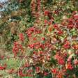Heimische Hecke
