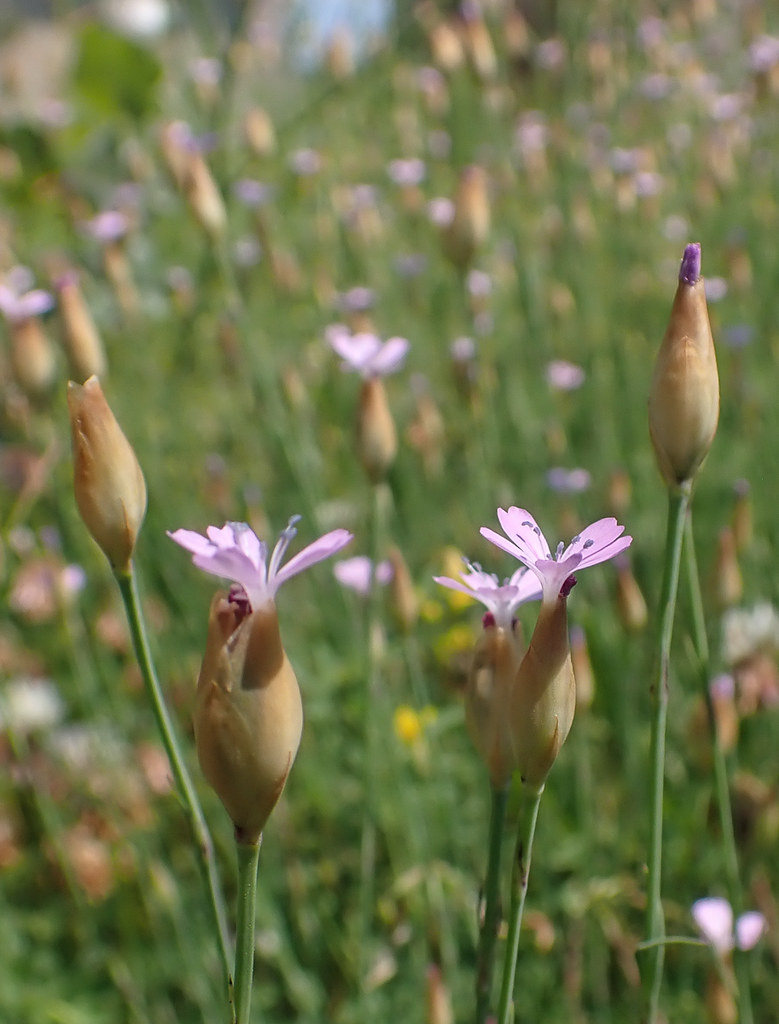 Petrorhagia Prolifera