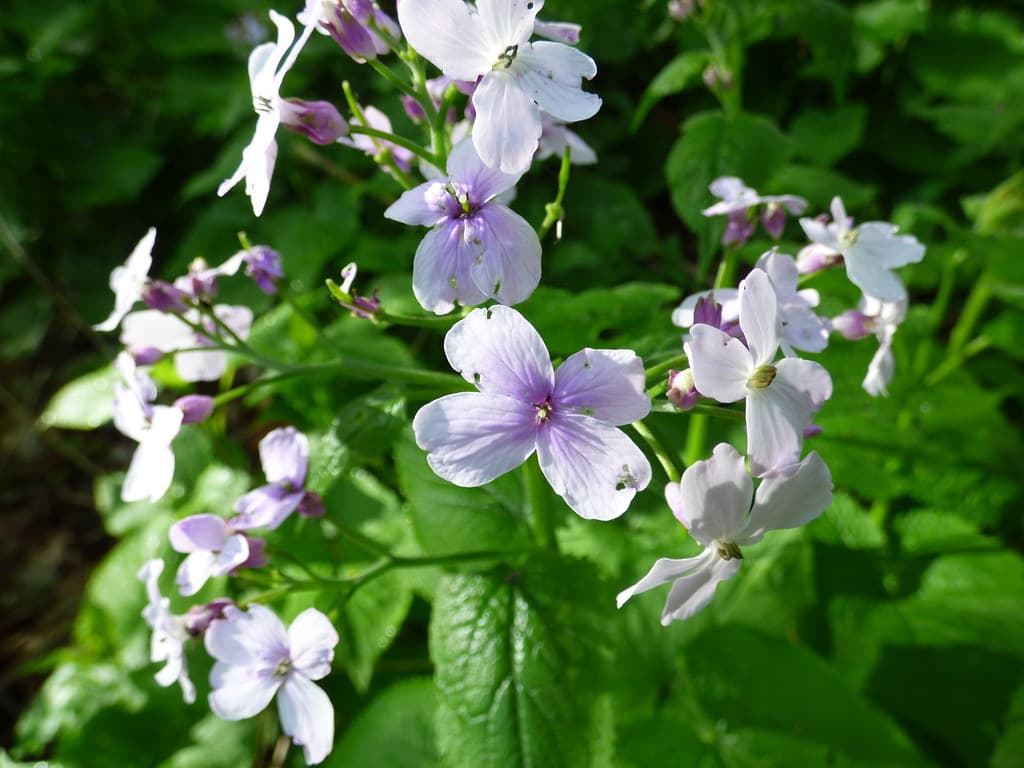 Ausdauerndes Silberblatt blüht mit violetten Blüten