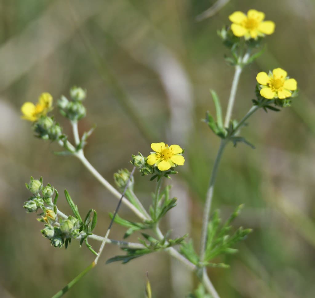 Silber-Fingerkraut mit gelben Blüten