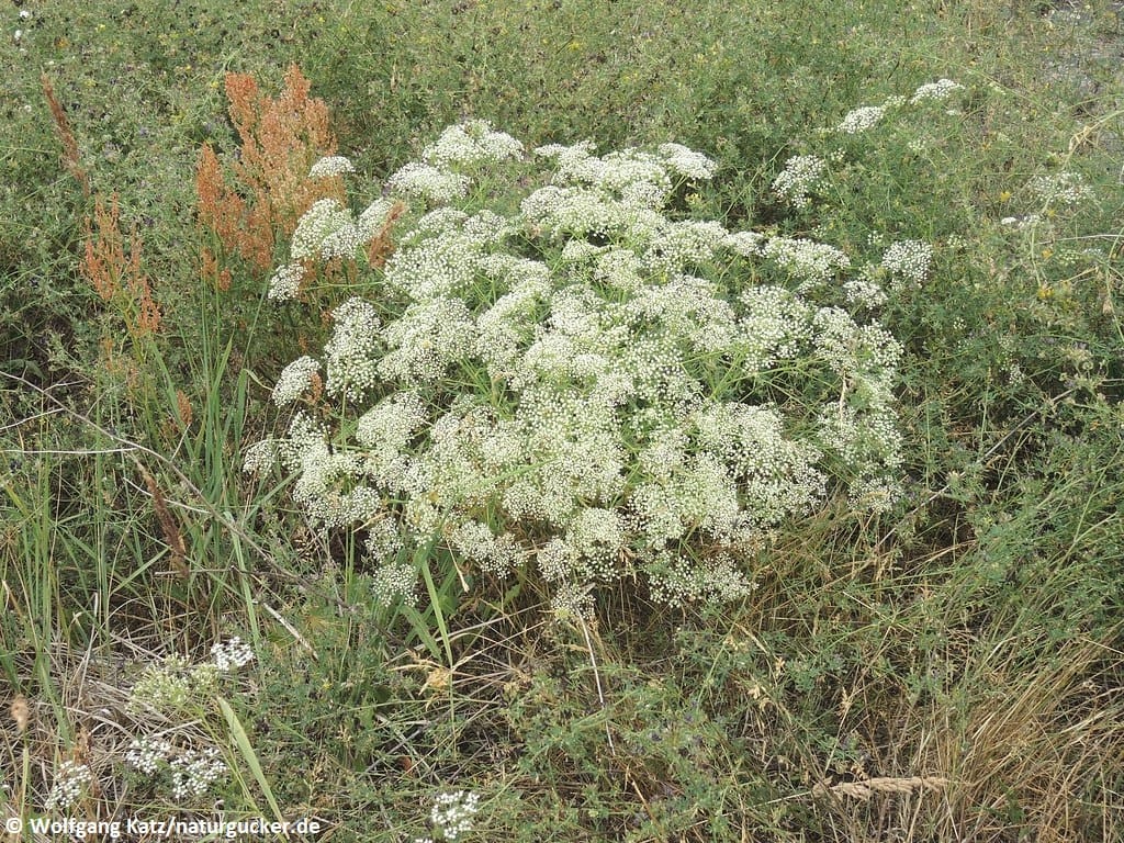Sichelmöhre in voller Blüte im Naturhabitat