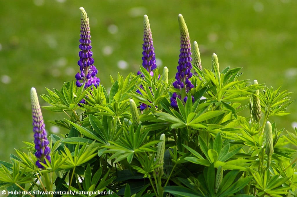Vielblättrige Lupine mit violetten Blütenkerzen