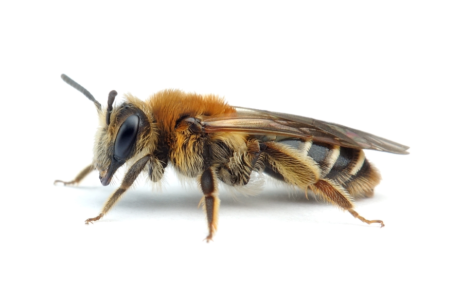 Andrena congruens