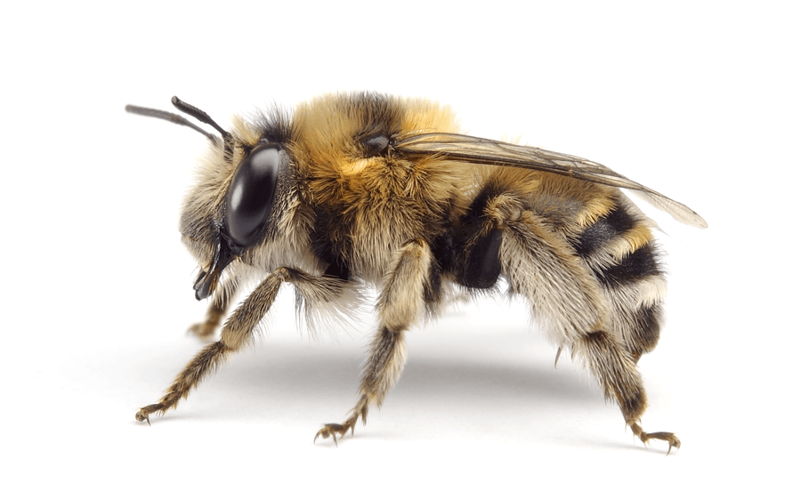 Anthophora Aestivalis