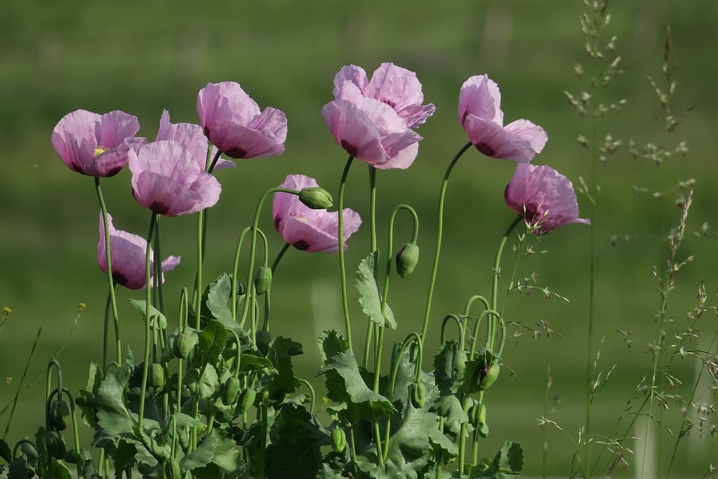 Schlafmohn blüht in zartem Rosa