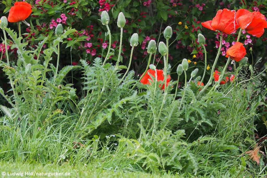 Türkischer Mohn in voller Blüte im Gartenbeet