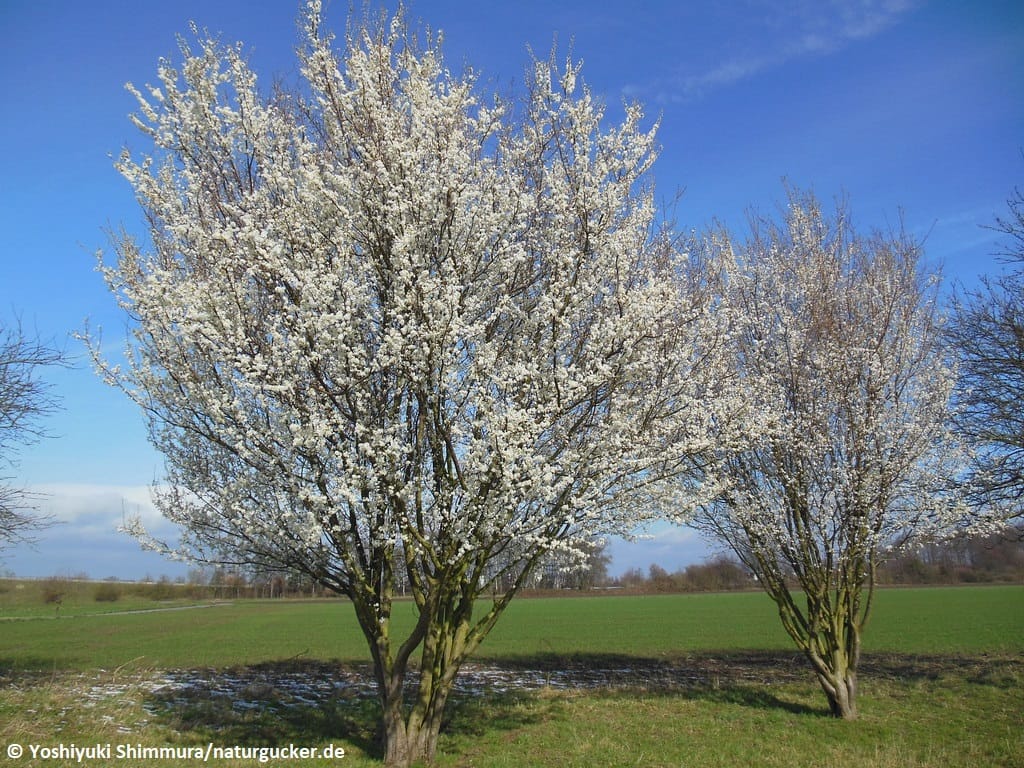 Blühende Pflaumenbäume im Frühjahr