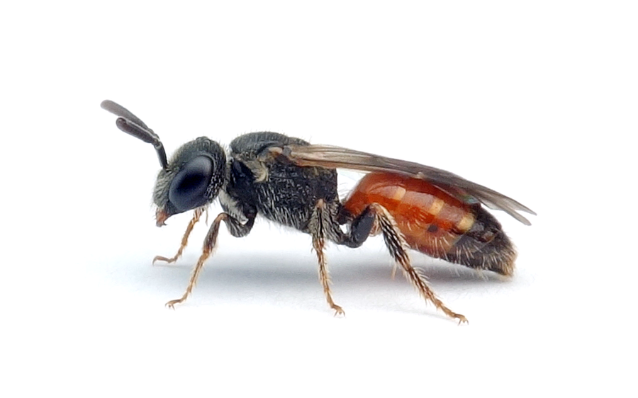 Sphecodes miniatus