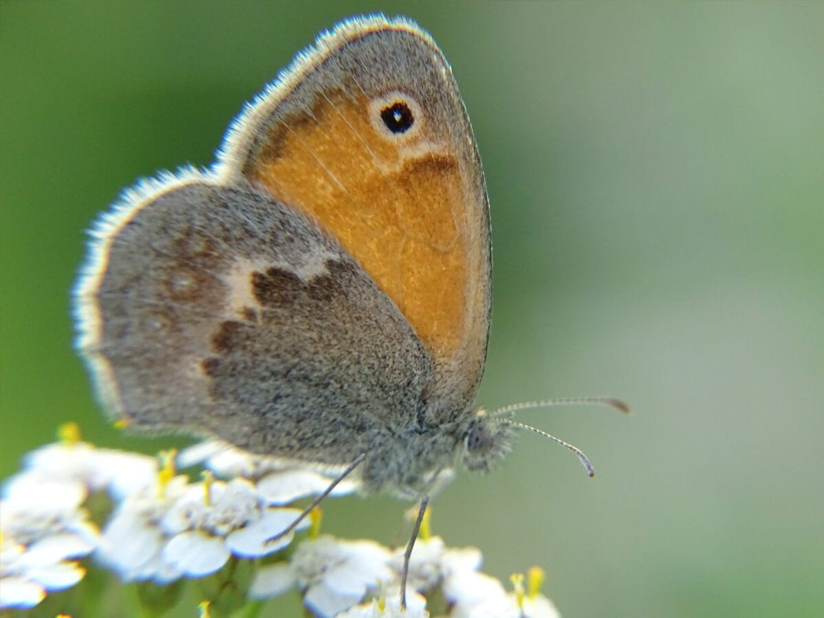 Kleines Wiesenvögelchen auf weißer Blüte