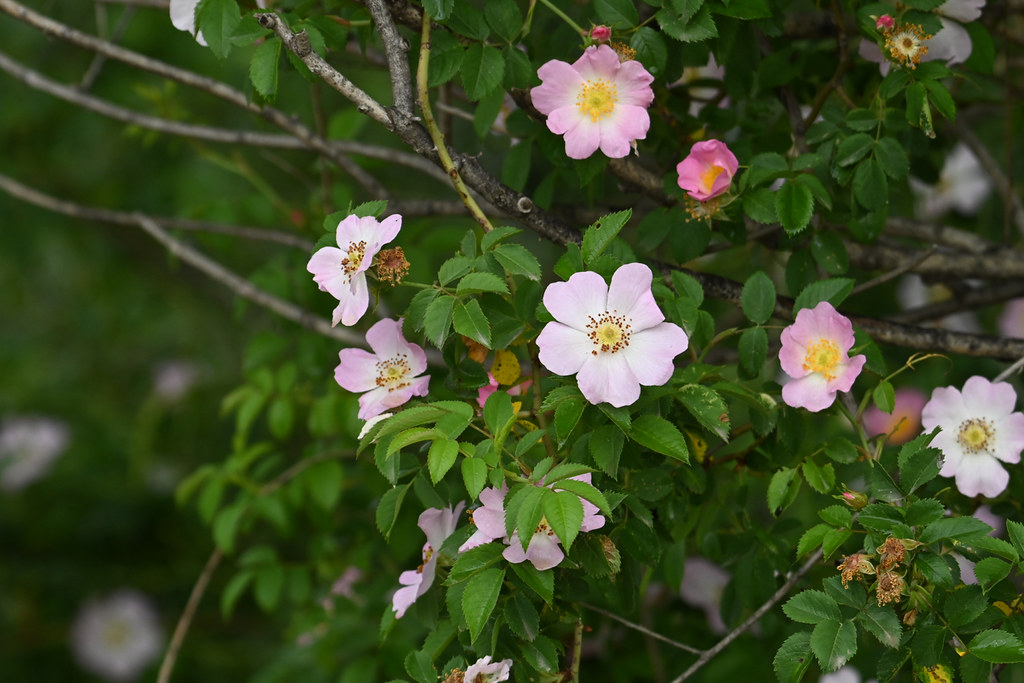Rosa Canina