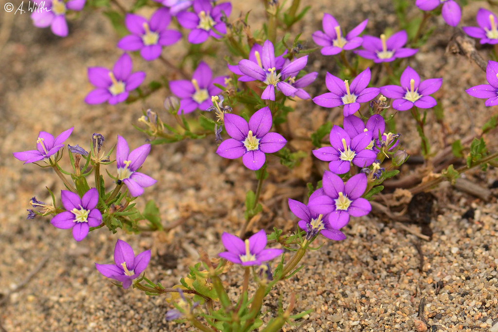 Legousia Speculum Veneris