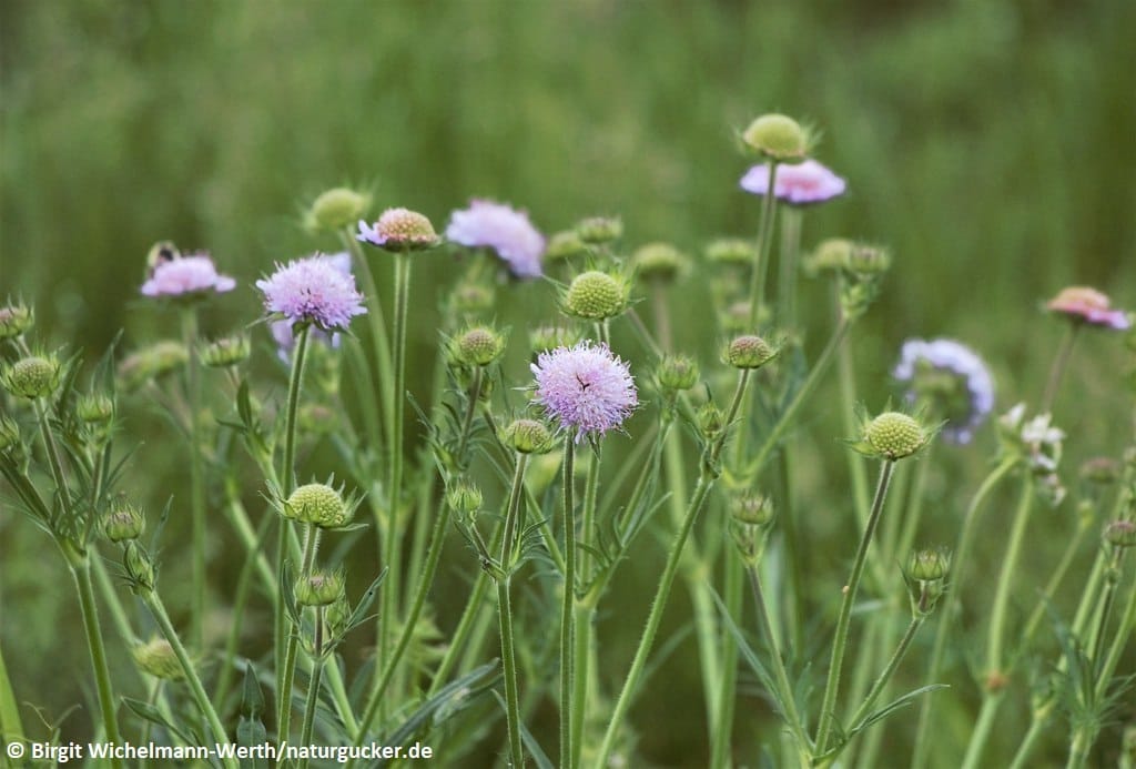 Wiesen-Witwenblume in voller Blüte auf Wiese