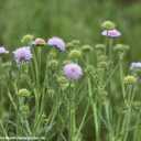 Wiesen-Witwenblume