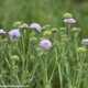 Wiesen-Witwenblume