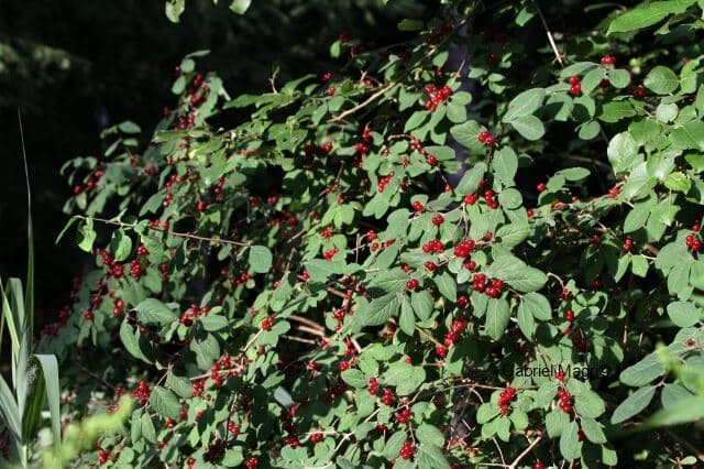 Gartengeissblatt Frucht