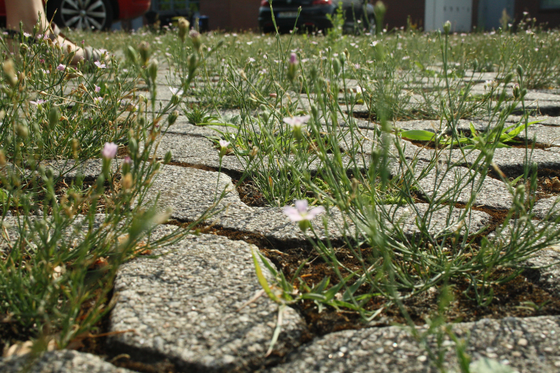 Fugenvegetation Fuß