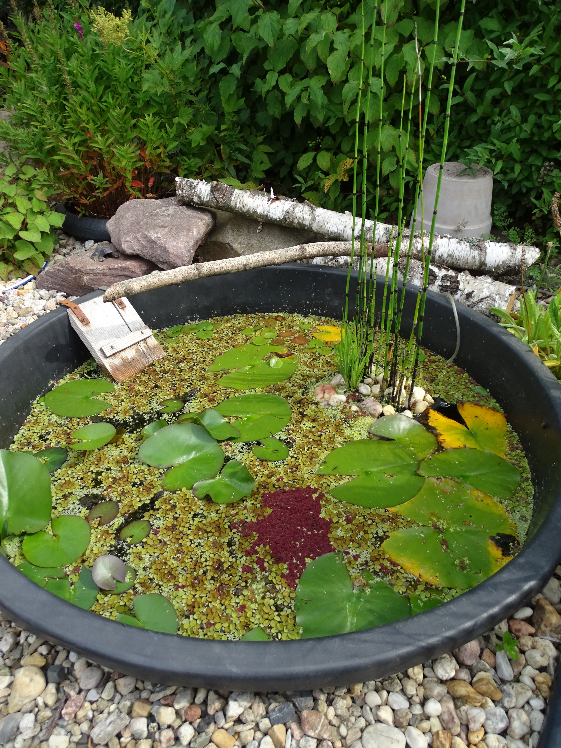 Wasserstelle Ds C06441