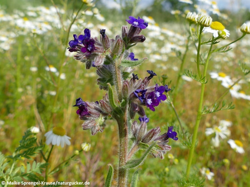 Gewöhnliche Ochsenzunge mit violetten Blüten