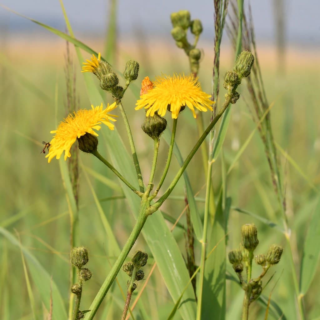 Acker-Gänsedistel mit gelben Blüten und Knospen
