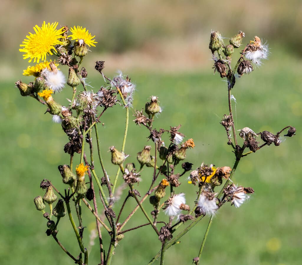 Gewöhnliches Bitterkraut mit gelben Blüten und Samenständen