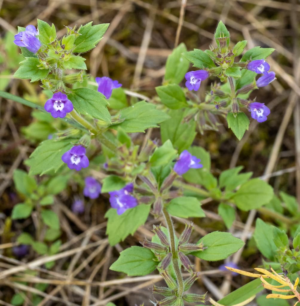 Feld-Steinquendel mit violetten Blüten
