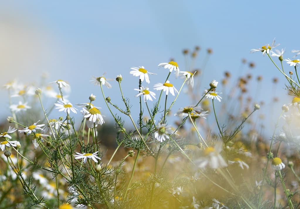 Geruchlose Kamille in voller Blüte auf Wiese