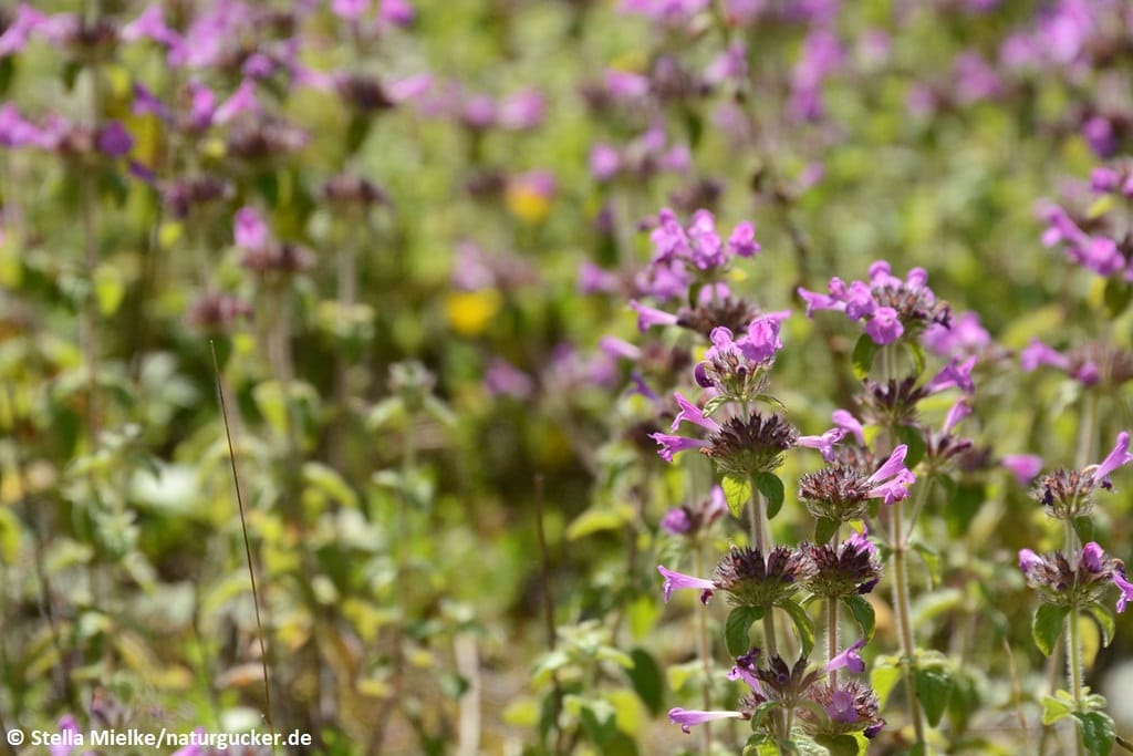 Wirbeldost in voller Blüte mit violetten Blütenständen