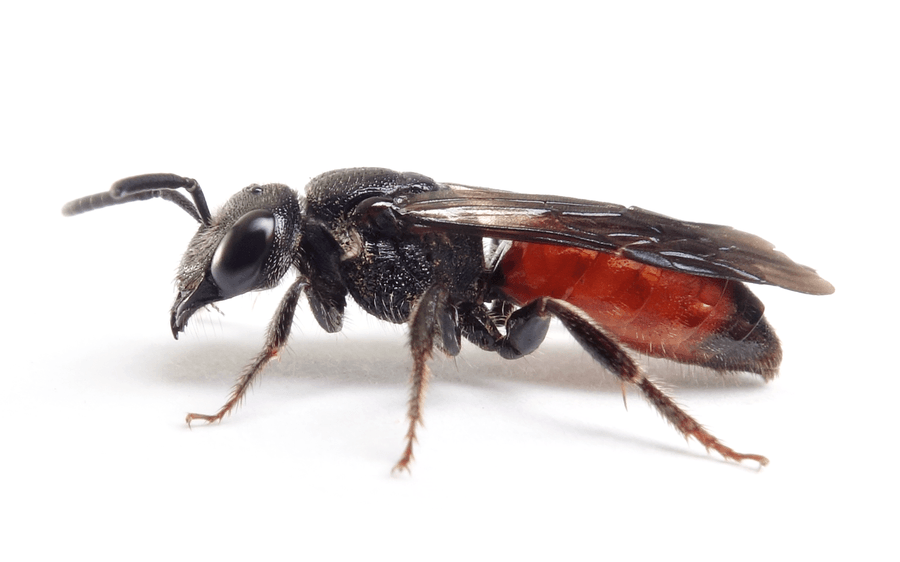 Sphecodes Gibbus