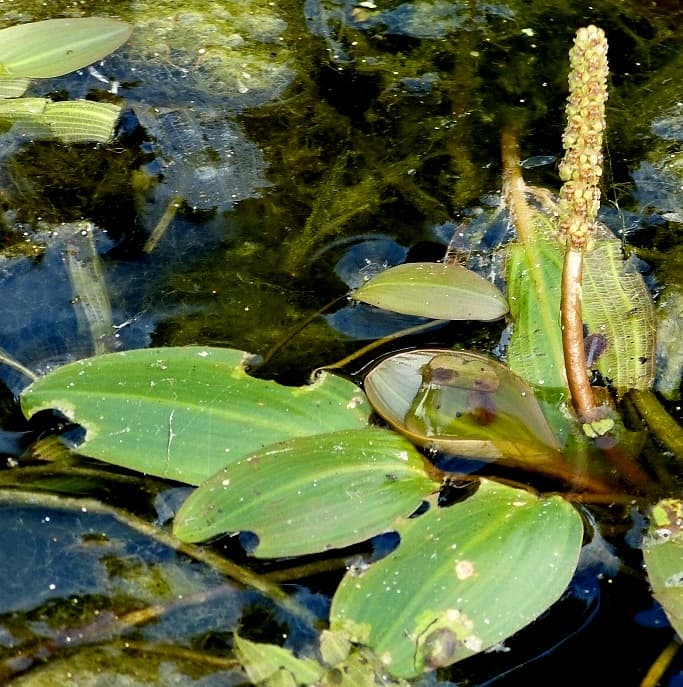 Schwimmendes Laichkraut Bluete