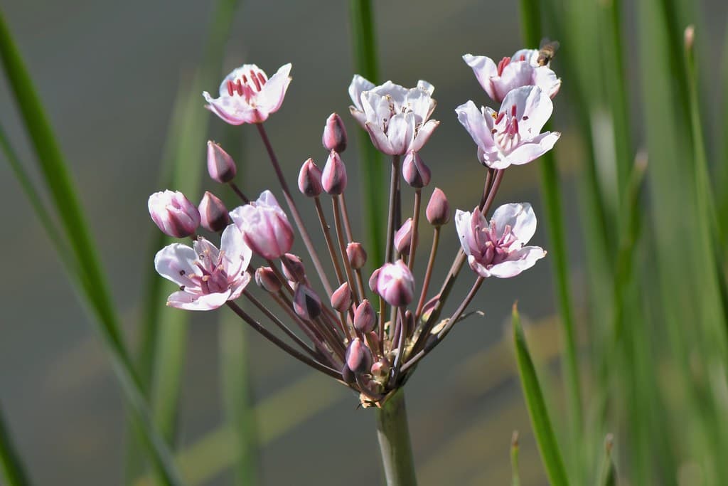 Schwanenblume in voller Blüte mit rosa Blütenstand