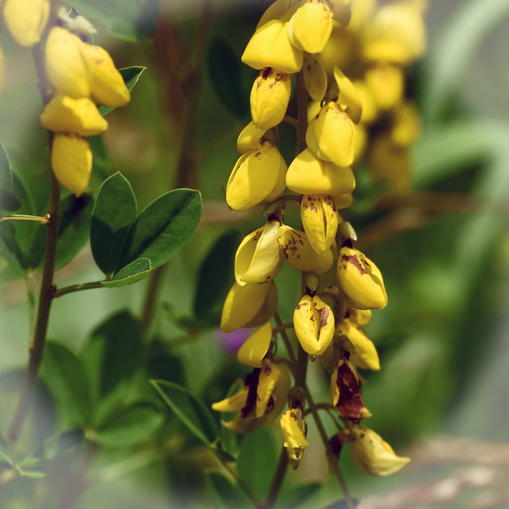 Schwarzwerdender Geißklee in voller Blüte