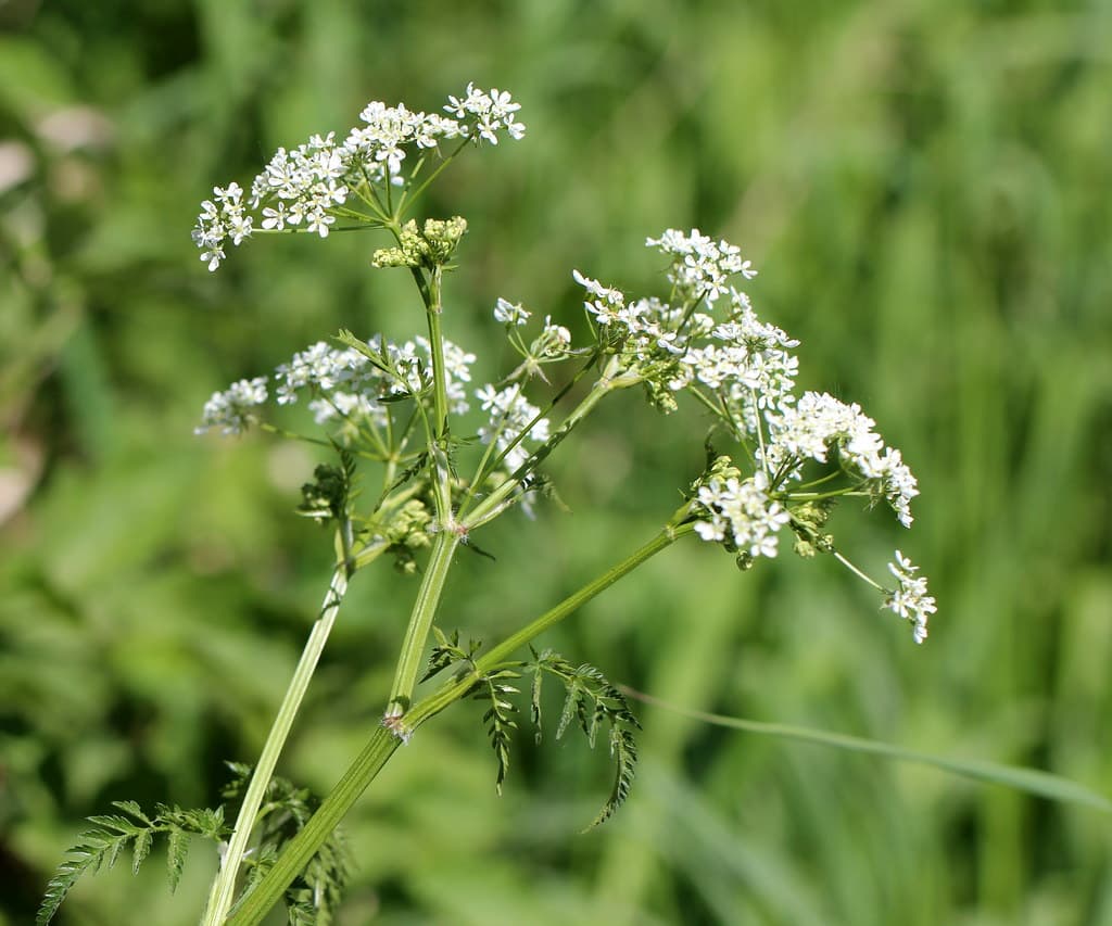Wiesen-Kerbel mit weißen Doldenblüten